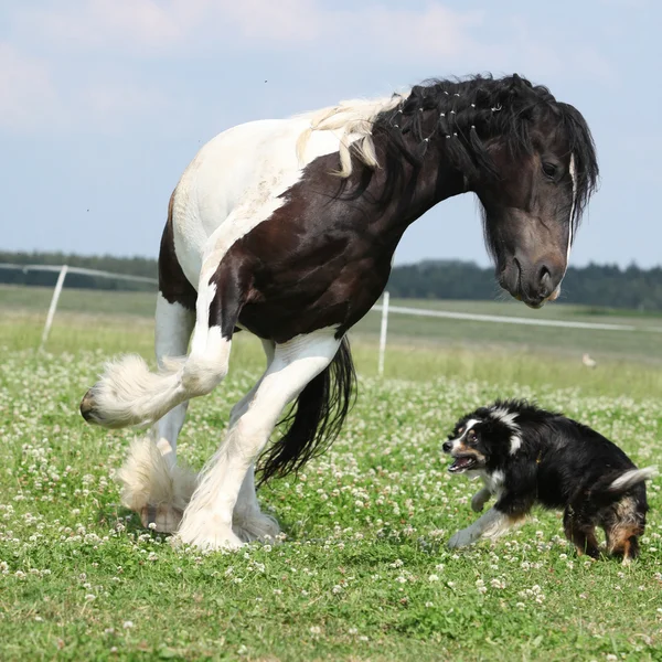 Irish cob playing with border collie — Stock Photo, Image