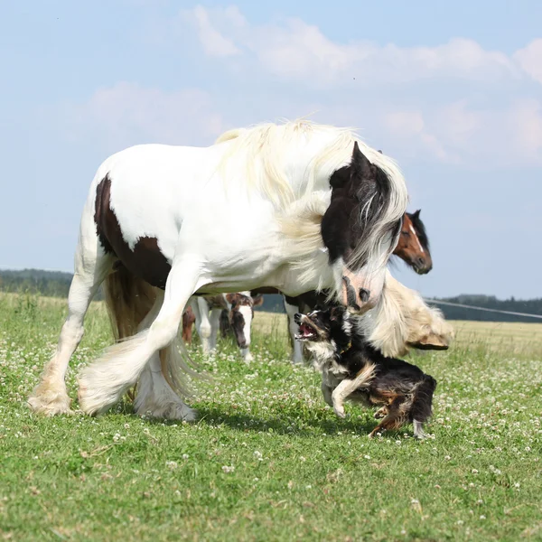 Irish cob attacking border collie — Stock Photo, Image