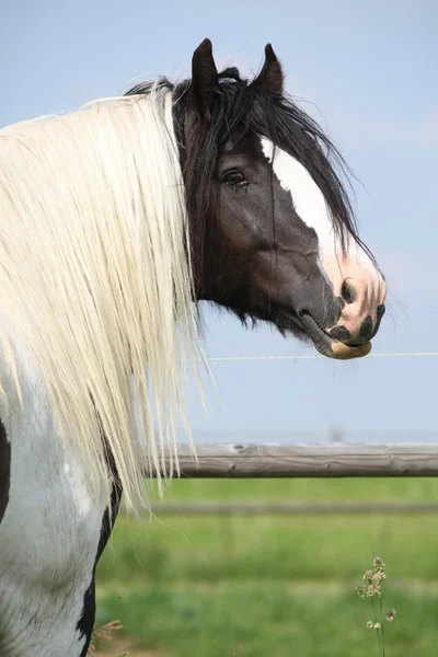 長いたてがみとゴージャスなアイルランド cob スタリオン — ストック写真