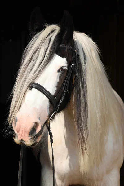 Nice irish cob on black background — Stock Photo, Image