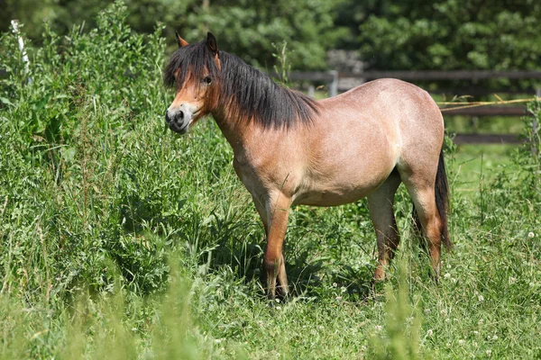 Unga welsh mountain ponny sto — Stockfoto