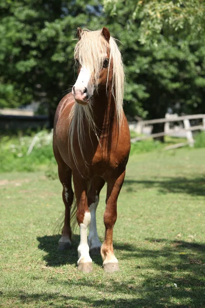 Beautiful welsh mountain pony stallion on pasturage — Stock Photo, Image