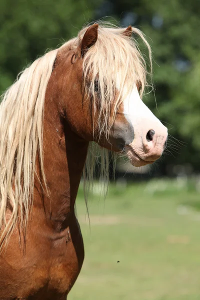 Retrato del semental pony de montaña galés en el pastizal — Foto de Stock