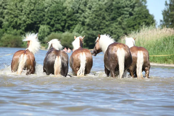 Partia haflingers w wodzie od tyłu — Zdjęcie stockowe