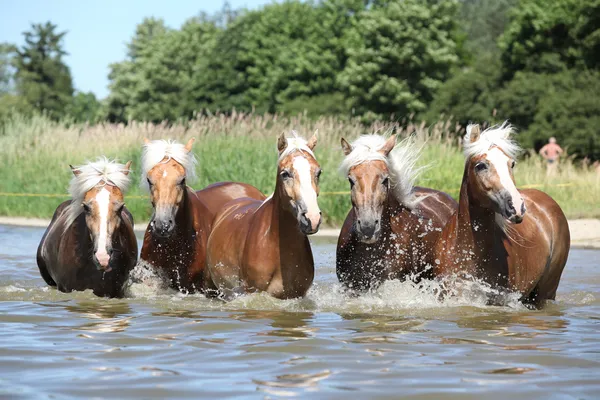 Lote de caballos castaños rubios en agua — Foto de Stock