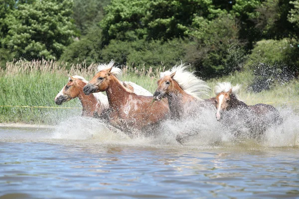 Куча молодых каштановых лошадей в воде — стоковое фото