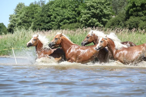 Partia kasztanowe konie w wodzie — Zdjęcie stockowe