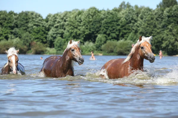 Lote de cavalos de castanha correndo na água — Fotografia de Stock