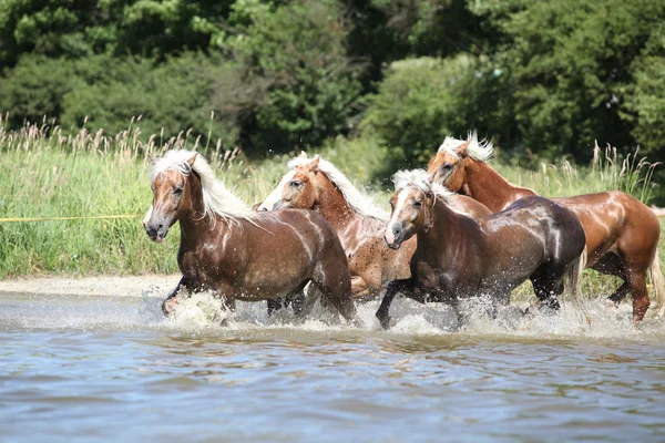 Пакет каштановых лошадей, бегущих в воде — стоковое фото