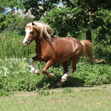 kestane Galce dağ midilli at koşma