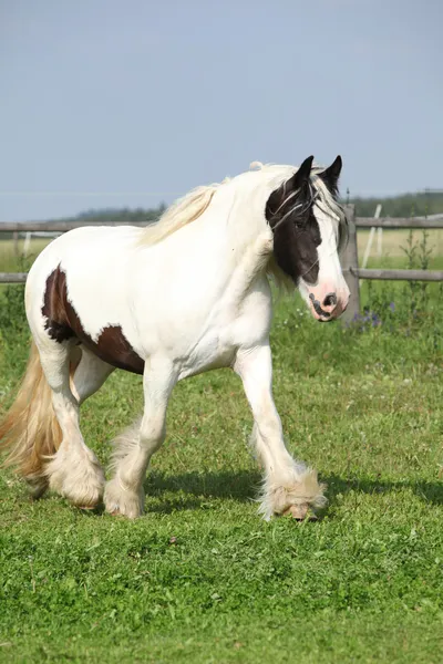 Nice irish cob running — Stock Photo, Image