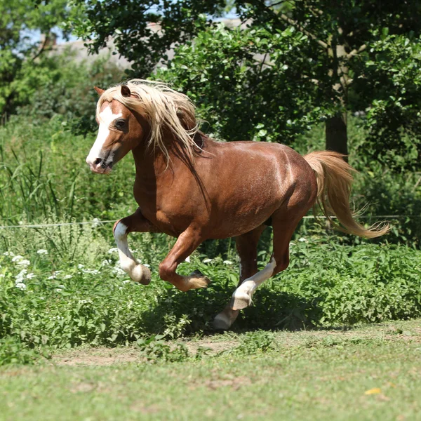 Kastanje welsh mountain pony hengst uitgevoerd — Stockfoto