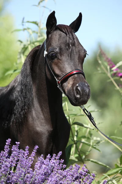 Cavalo em miniatura preto atrás de flores roxas — Fotografia de Stock