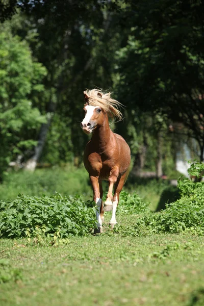 Chestnut welsh mountain pony stallion running — Stock Photo, Image