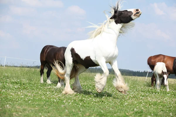 Irish cob jumping on pasturage — Stock Photo, Image