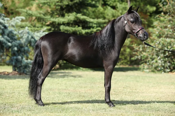 Cavalo preto em miniatura no jardim — Fotografia de Stock