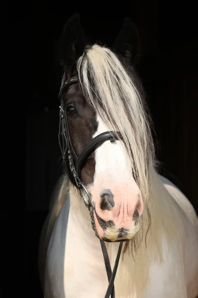 Nice irish cob on black background — Stock Photo, Image