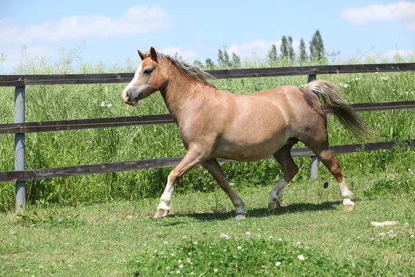 Young welsh pony mare running — Stock Photo, Image