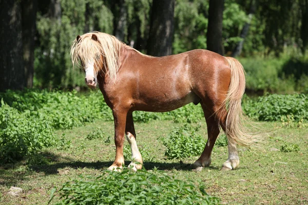 Mooie welsh mountain pony hengst op weidegronden — Stockfoto