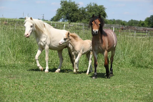 Trzy walijski ponnies na pastwiska — Zdjęcie stockowe