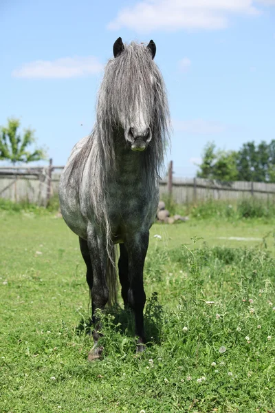 Nice welsh pony on pasturage — Stock Photo, Image