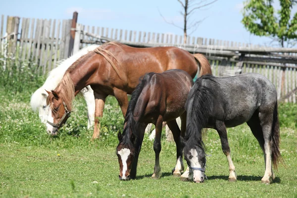 Walijski-ponnies na pastwiska — Zdjęcie stockowe