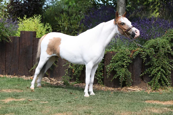 Mottle miniatűr ló, a kertben — Stock Fotó