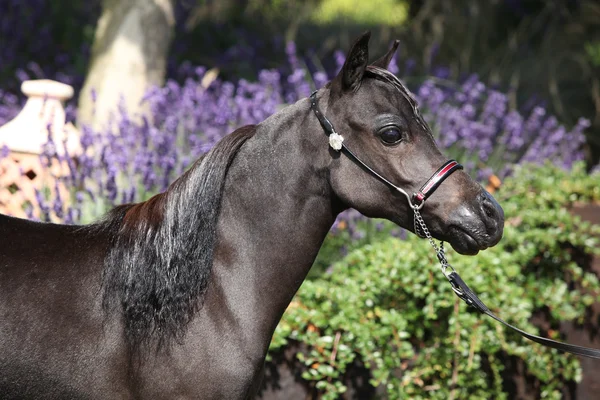 Zwarte miniatuur paard voor paarse bloemen — Stockfoto