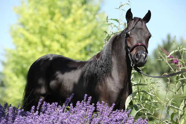 Portrait of black american miniature horse standing behind purple flowers in the garden — Stock Image Black miniature horse behind purple flowers — Stock Photo, Image