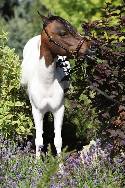 Žilkování miniaturní koně v zahradě — Stock fotografie