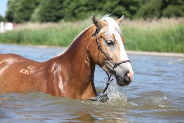 Genç haflinger suda oynamak
