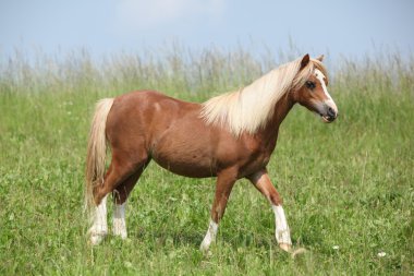 güzel genç dağ midilli sözünü tutmamak.