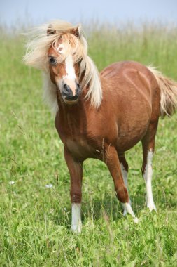 güzel kestane Galce otlak üzerinde dağ midilli
