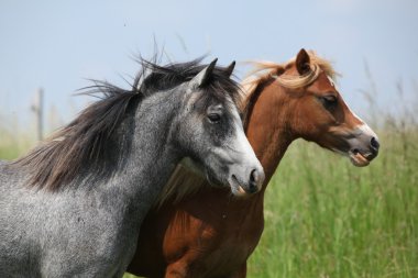 iki genç ponnies otlak üzerinde