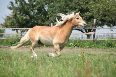 güzel haflinger mera üzerinde çalışan