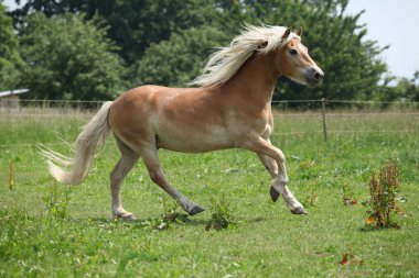 güzel haflinger otlak üzerinde çalışan