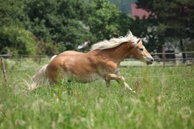 kestane haflinger otlak üzerinde çalışan