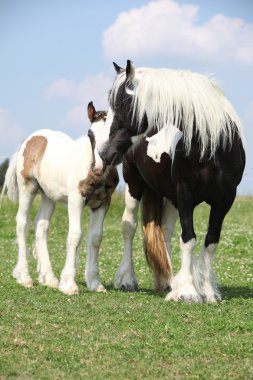 güzel İrlandalı cob mare otlak üzerinde tayı ile