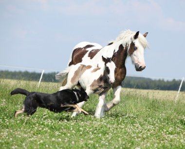 İrlandalı cob mare kaçak köpek dan