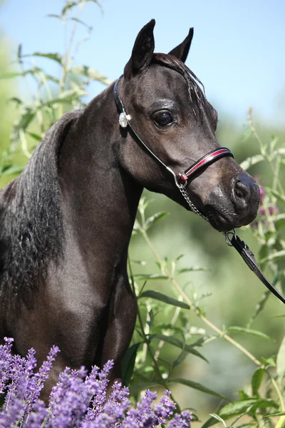 Black miniature horse behind purple flowers — Stock Photo, Image