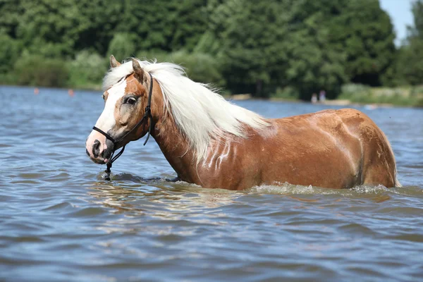 Młody haflinger w wodzie — Zdjęcie stockowe