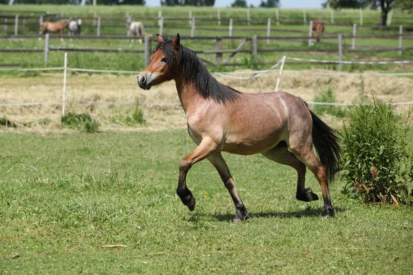 Mladí welsh mountain pony klisna běží — Stock fotografie