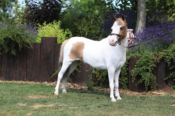 Мотылек миниатюрная лошадь в саду — стоковое фото