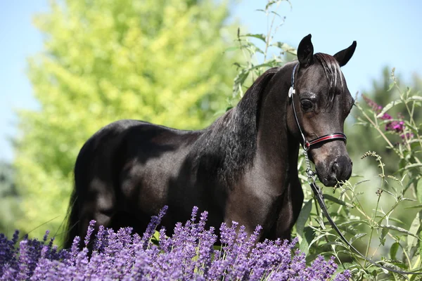 紫の花の背後にある黒いミニチュア馬 — ストック写真