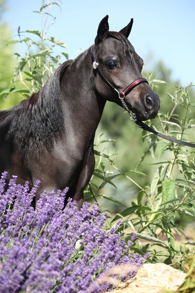 Zwarte miniatuur paard achter paarse bloemen — Stockfoto