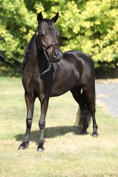Чорний мініатюрний кінь в саду — стокове фото