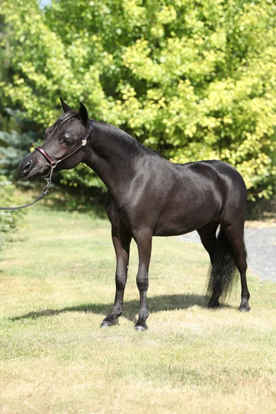 Cavalo preto em miniatura no jardim — Fotografia de Stock