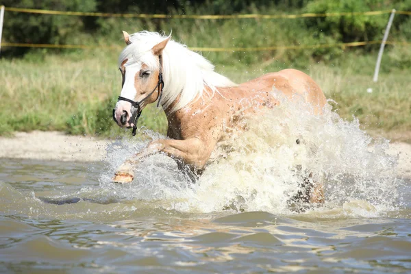 Joven haflinger jugando en el agua —  Fotos de Stock