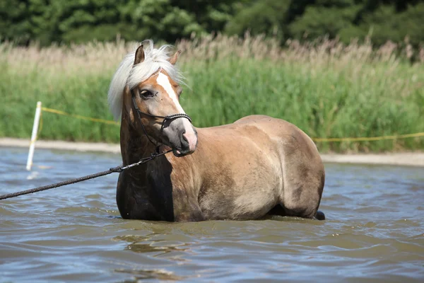 Giovane haflinger in acqua — Foto Stock