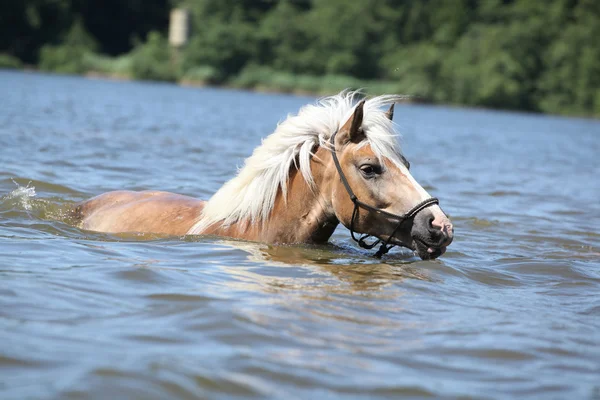 Young haflinger swimming — Stock Photo, Image